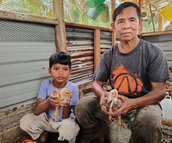 An older man and a young boy sit in a chicken coop, each holding young chicks. The coop has a mix of metal and wood walls, with several chicks on the ground around them. This scene captures the essence of Nesting New Dreams in the realm of chicken farming.